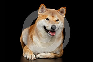 Pedigreed Shiba inu Dog Lying, Smiling, Looks Curious, Black Background