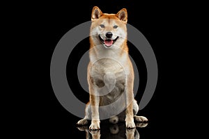 Pedigreed Shiba inu Dog Sitting, Smiling, Looks Curious, Black Background