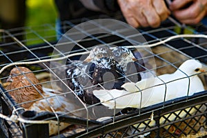 Pedigreed speckled and white pigeons in a cage. Breeding of domestic pigeons