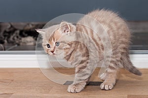 Pedigreed Straight Scottish kitten