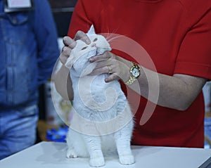 Pedigreed white cat standing on a table, a judge& x27;s hands holding it estimating its color and proportions