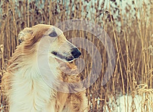 Pedigreed Wolfhound Russian borzoi breed dog.