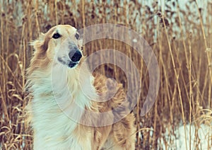 Pedigreed Wolfhound Russian borzoi breed dog.