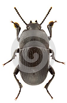 Pedinus quadratus