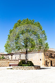 Pedraza, Castilla Y Leon, Spain: a lonely tree in Plaza del Ganado. photo