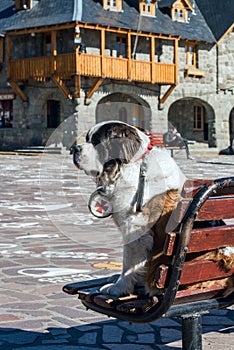 Pedro the Saint Bernard dog, the symbols of Bariloche city, The Lake District, Argentina photo