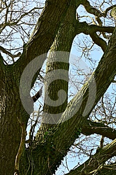 Peduculate English Oak - Quercus robur, Norfolk, England, UK