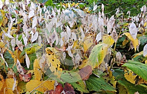 Peduncle with the fruits of Lunaria rediviva