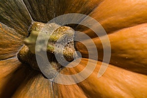 Peduncle of pumpkin