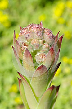 Peduncle of the Sempervivum plant close-up