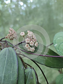 Peduncles hoya in nursery Indonesia