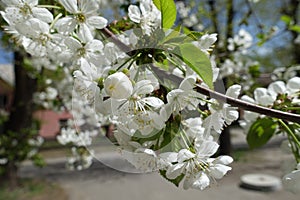 Peduncles with cherry blossom in spring photo