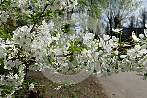 Peduncles with white flowers on branch of sweet cherry