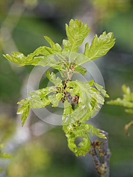 Pedunculate English Oak