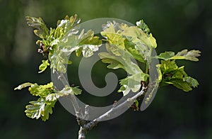 Pedunculate English Oak photo