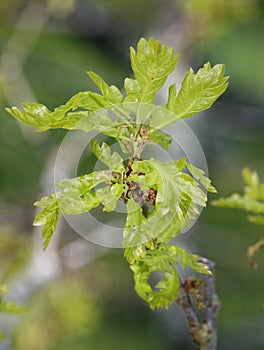 Pedunculate English Oak photo