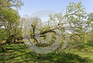Pedunculate English Oak photo
