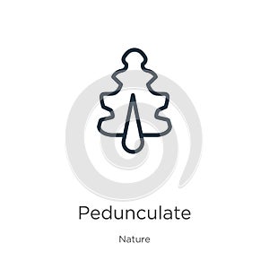 Pedunculate icon. Thin linear pedunculate outline icon isolated on white background from nature collection. Line vector sign,