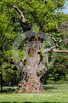 Pedunculate Oak (English Oak)
