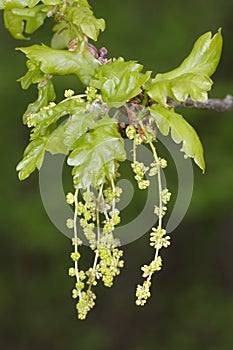 Pedunculate Oak photo