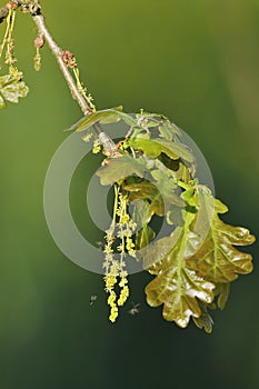 Pedunculate Oak with Gall Wasp photo