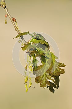 Pedunculate Oak with Gall Wasp photo