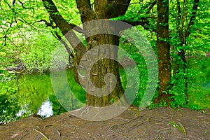 Pedunculate oak (Quercus robur) tree at Kotlici photo