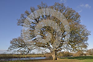 Pedunculate Oak Tree