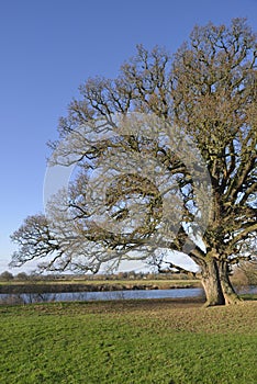 Pedunculate Oak Tree