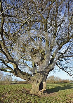 Pedunculate Oak Tree