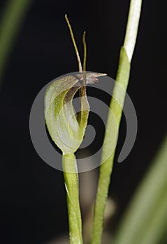 Pedunculate Pterostylis Orchid photo