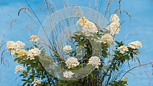 PeeGee hydrangea on a blue background