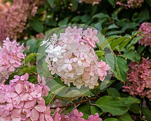PeeGee hydrangea flowers in a green garden