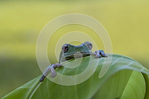 frog, amphibians, animal, animales, animals, animalwildlife, crocodile, dumpy, dumpyfrog, face, frog, green, macro, mammals, photo