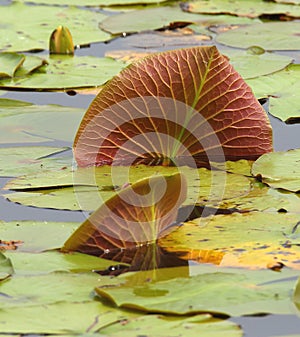 A peek beneath lily pads