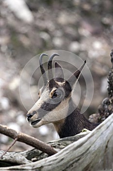 Peek-a-boo Chamois in their natural environment