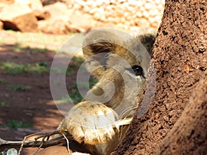 Lion Cub Peek a boo