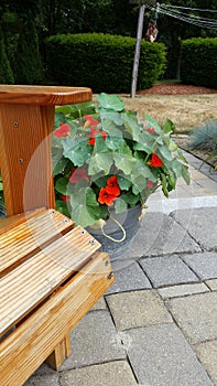 Peek a boo nasturtium