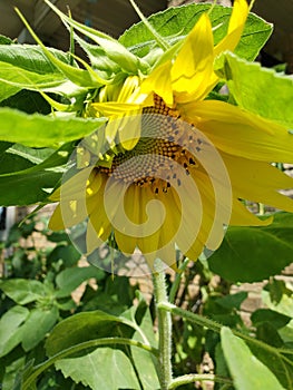 A peek a boo sunflower