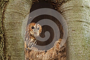 Peek-a-boo - tawny owl peers out of tree hole