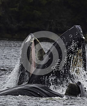 A Peek into a Humpback Whale\'s Mouth