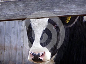 Peek a moo