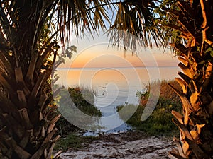 Peek through the palms Gulf of Mexico senset