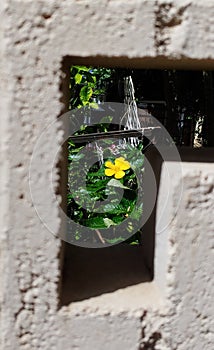 Peekaboo Backyard Flower