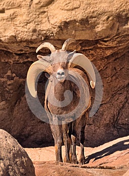 Peekaboo Bighorn Sheep