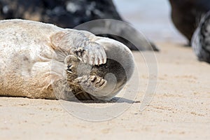 Peekaboo. Cute seal covering its eyes. Funny animal meme image photo