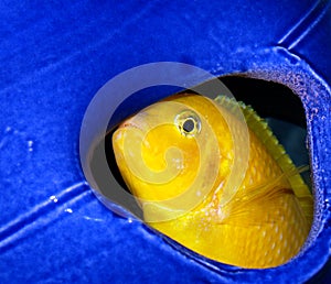 Peekaboo, I See You!