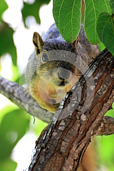 Peekaboo Squirrel