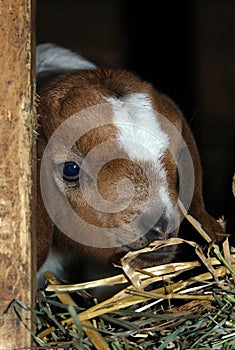 Peeking baby goat