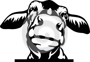 Peeking calf - Funny Farm Animals peeking out - face head isolated on white